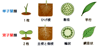 双子葉植物と単子葉植物の根